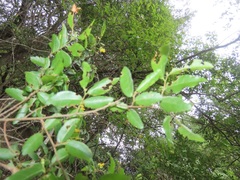 Grewia caffra