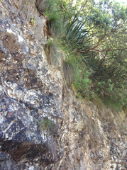 Chionochloa bromoides