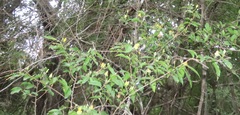 Grewia caffra