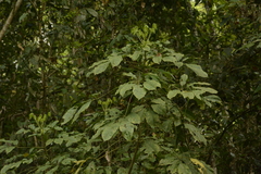 Schefflera
