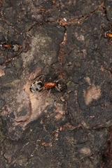 Liometopum microcephalum