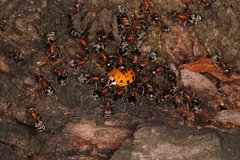 Liometopum microcephalum