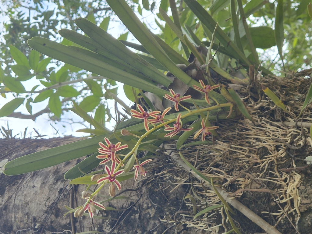 Cymbidium crassifolium Herb. 3