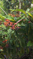 Palicourea crocea