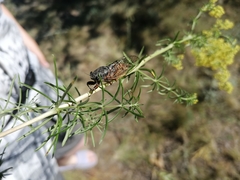 Cicadetta