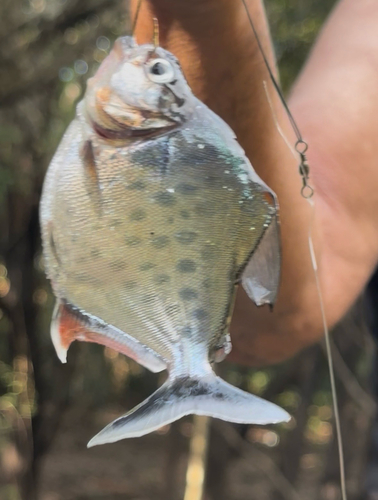 Goulding's piranha (Serrasalmus gouldingi) — Serrasalmidae — 4