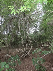 Grewia caffra