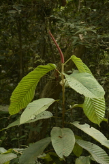 Dipterocarpus retusus