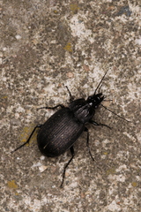 Chlaenius sulcicollis