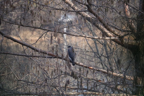 Cooper's Hawk