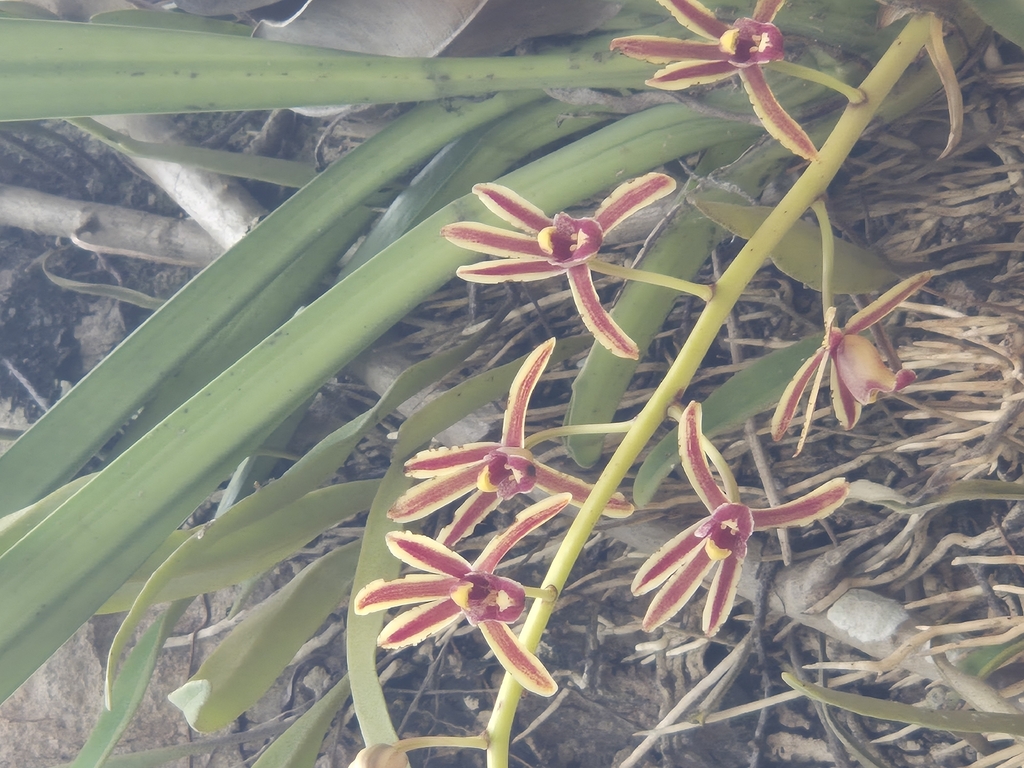 Cymbidium crassifolium Herb. 4