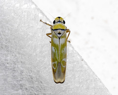 Sochinsogonia lineiceps