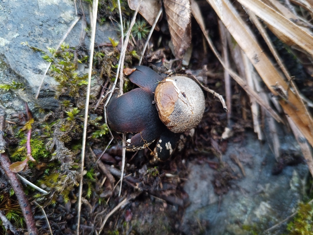Astraeus hygrometricus · February 2026 · photo: © jolinarm (iNaturalist, cc-by)
