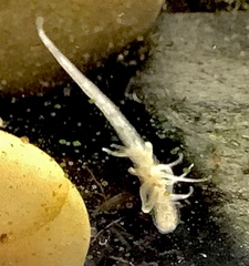 Helobdella stagnalis