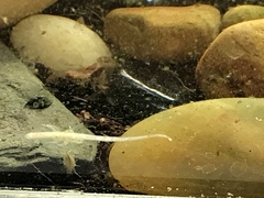 Helobdella stagnalis