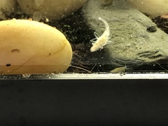 Helobdella stagnalis