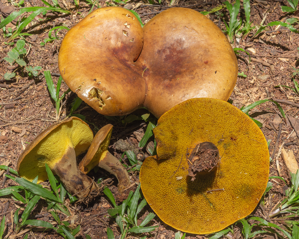 Boletinellus rompelii · February 2026 · photo: © deniszabin (iNaturalist, cc-by)