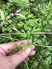 Tauschia texana
