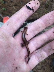 Plethodon websteri