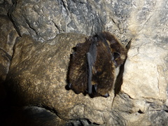 Eptesicus nilssonii