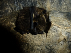 Eptesicus nilssonii