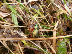 Carabus auratus