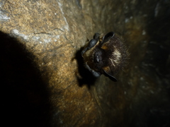 Eptesicus nilssonii