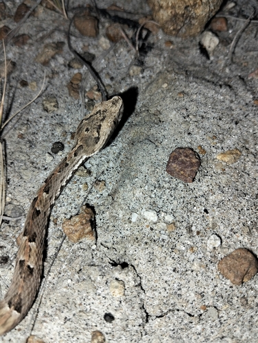 Lansberg's Hognose Viper