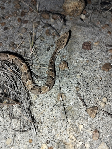 Lansberg's Hognose Viper