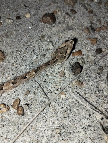 Lansberg's Hognose Viper