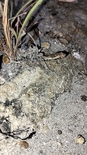Lansberg's Hognose Viper