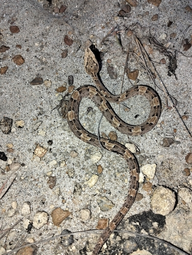 Lansberg's Hognose Viper