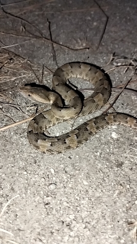 Lansberg's Hognose Viper