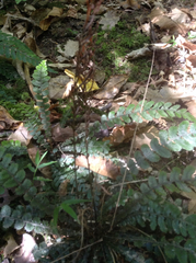 Blechnum membranaceum