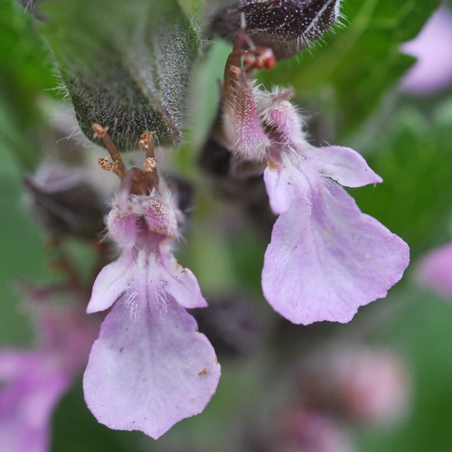 Teucrium