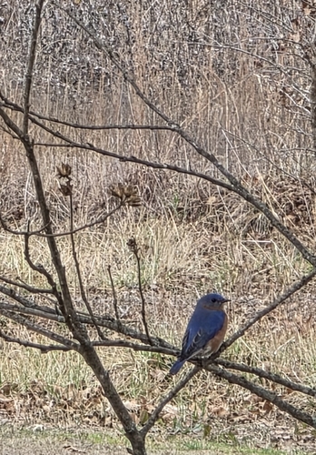 Eastern Bluebird