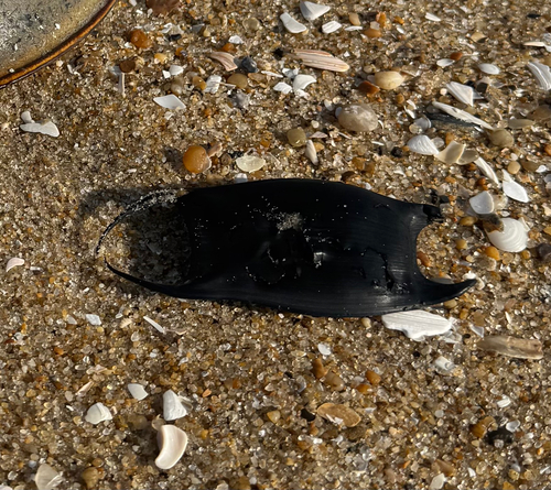 Rostroraja eglanteria