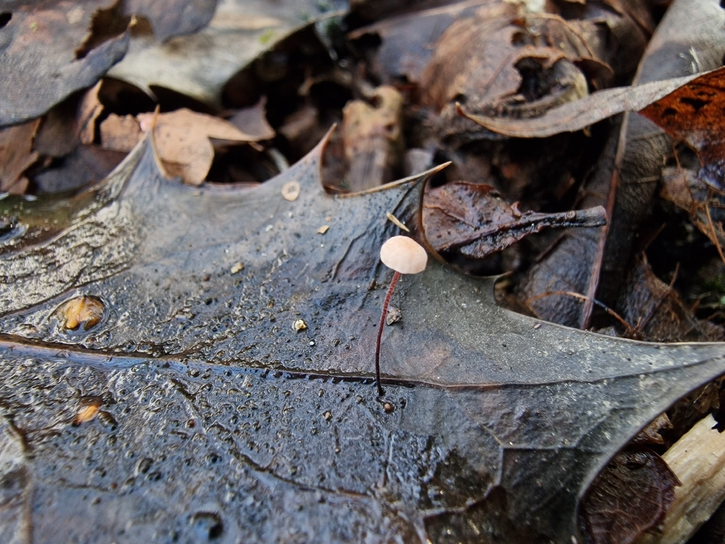 Marasmius hudsonii · January 2026 · photo: © lukas_l (iNaturalist, cc-by)