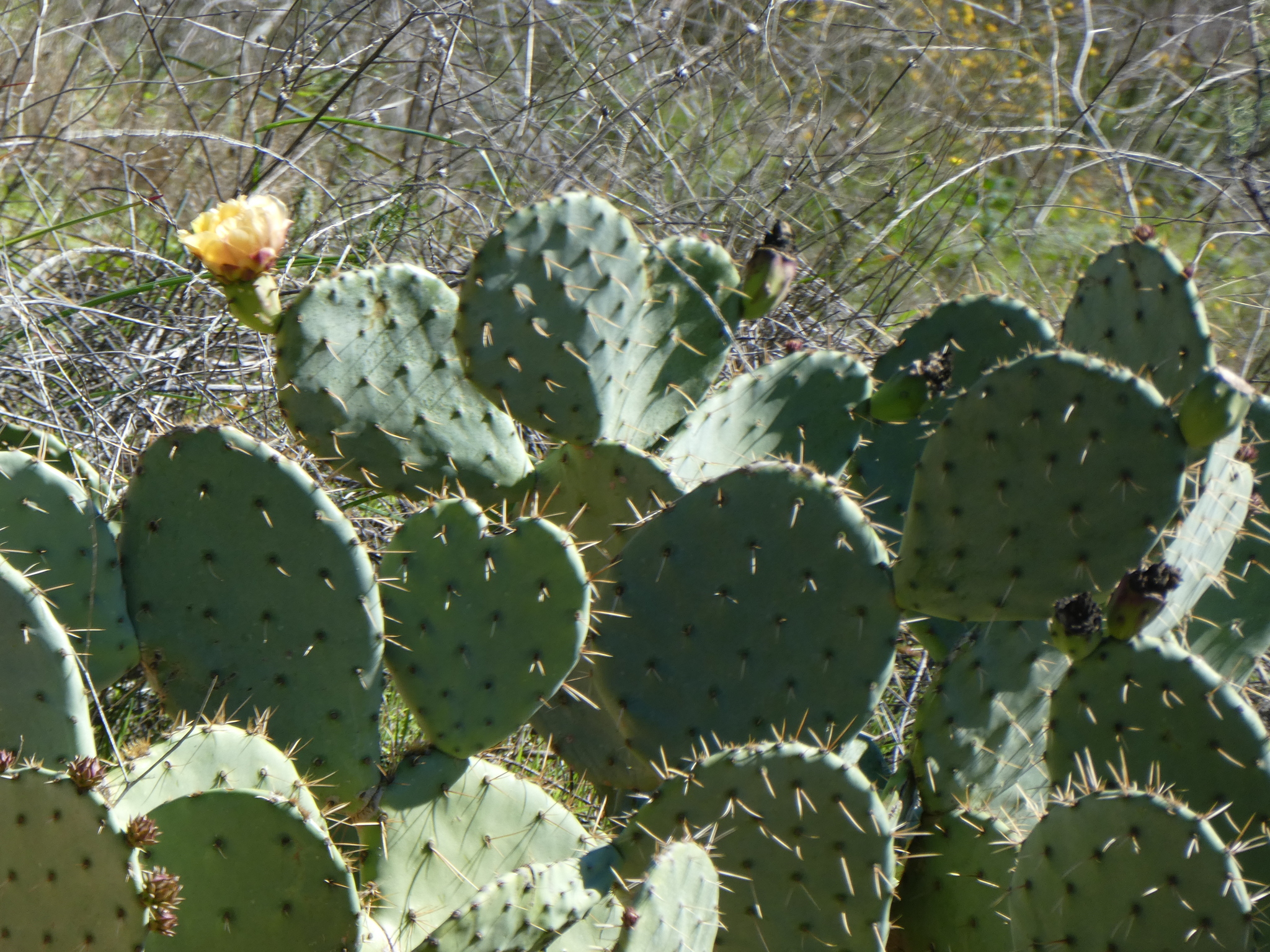 Opuntia X demissa