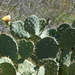 Opuntia × demissa - Photo (c) Tracy Lawrence, algunos derechos reservados (CC BY-NC), subido por Tracy Lawrence