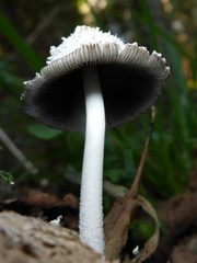 Coprinopsis nivea