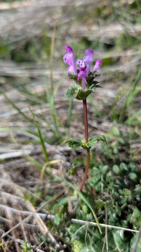 iNaturalist observation photo of henbit deadnettle