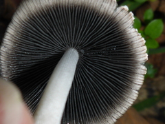 Coprinopsis nivea