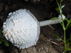 Coprinopsis nivea