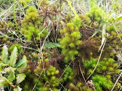 Dendroligotrichum dendroides