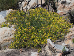 Rafnia capensis capensis