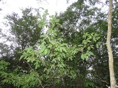 Vitex ferruginea