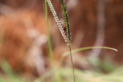 Bahia grass (Paspalum notatum)