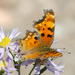 Hoary Comma - Photo (c) Gordon Karre, some rights reserved (CC BY-NC)
