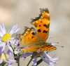Hoary Comma - Photo (c) Gordon Karre, some rights reserved (CC BY-NC), uploaded by Gordon Karre